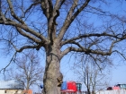 DSC01019