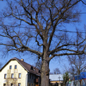 Lípa-u-křížku-s-křížkem